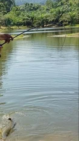 KK Monster fish