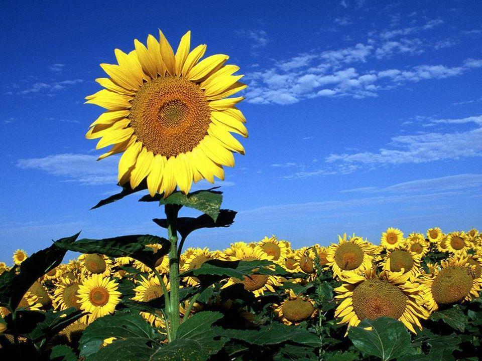 Pikeos girasol