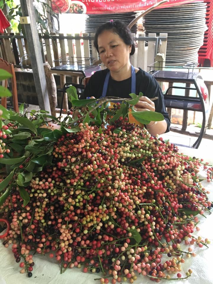 ต้นค้อลาบเป็ด Roi Et