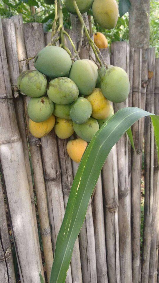 Restaurante Rancho Da Floresta