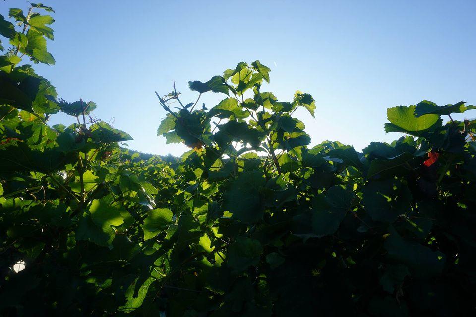Clos de Schachtela