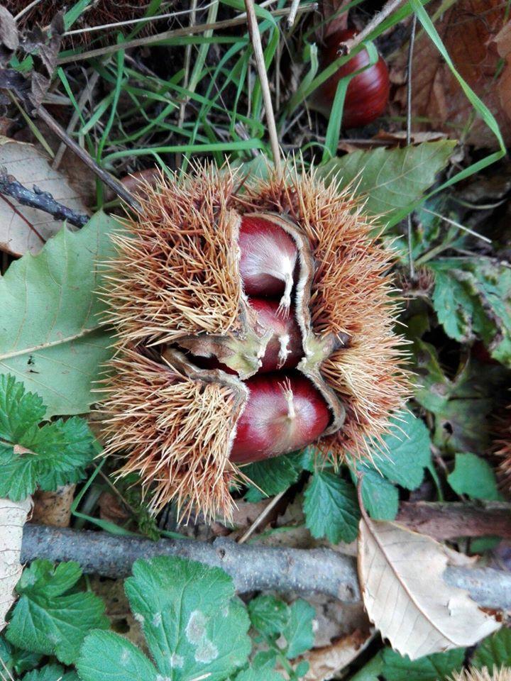 Agriturismo Al Filò