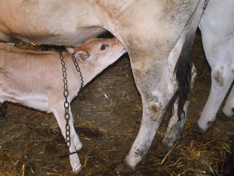 Agriturismo e B&B Cascina Calliera