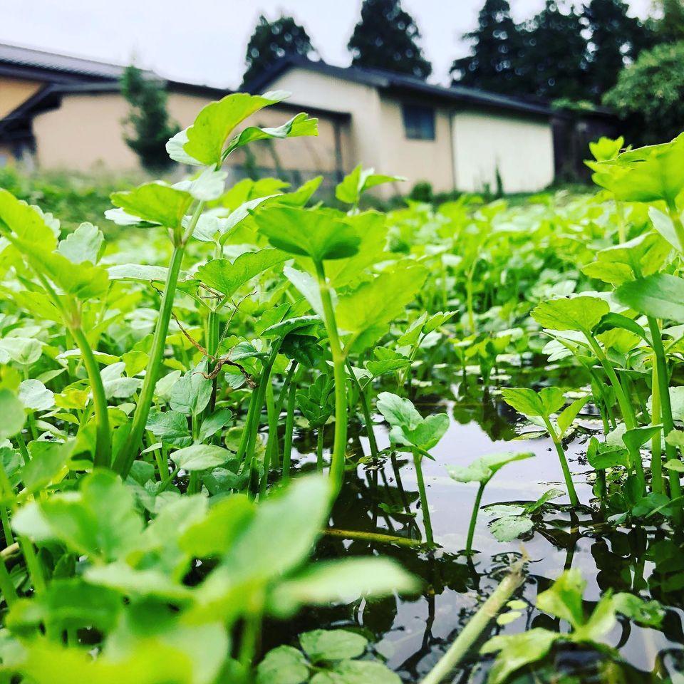 仙南槻木『村田や』