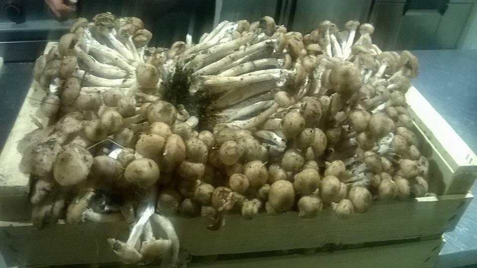 Antica Osteria da Chino Sequsino