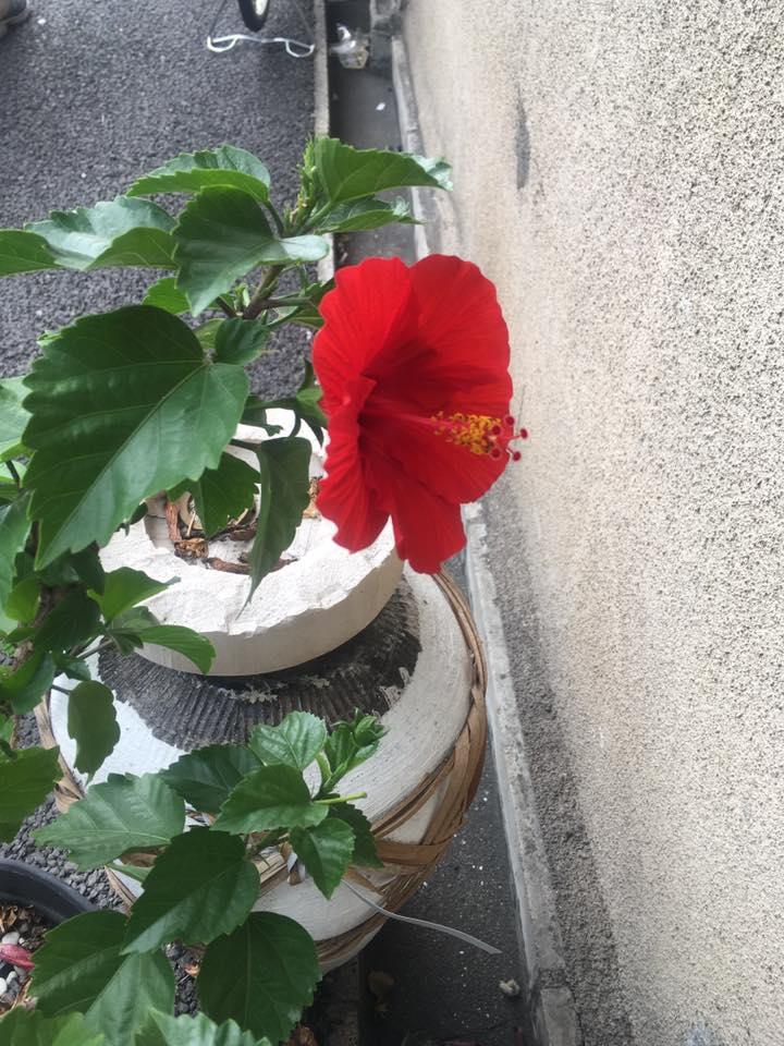 広東名菜 王中