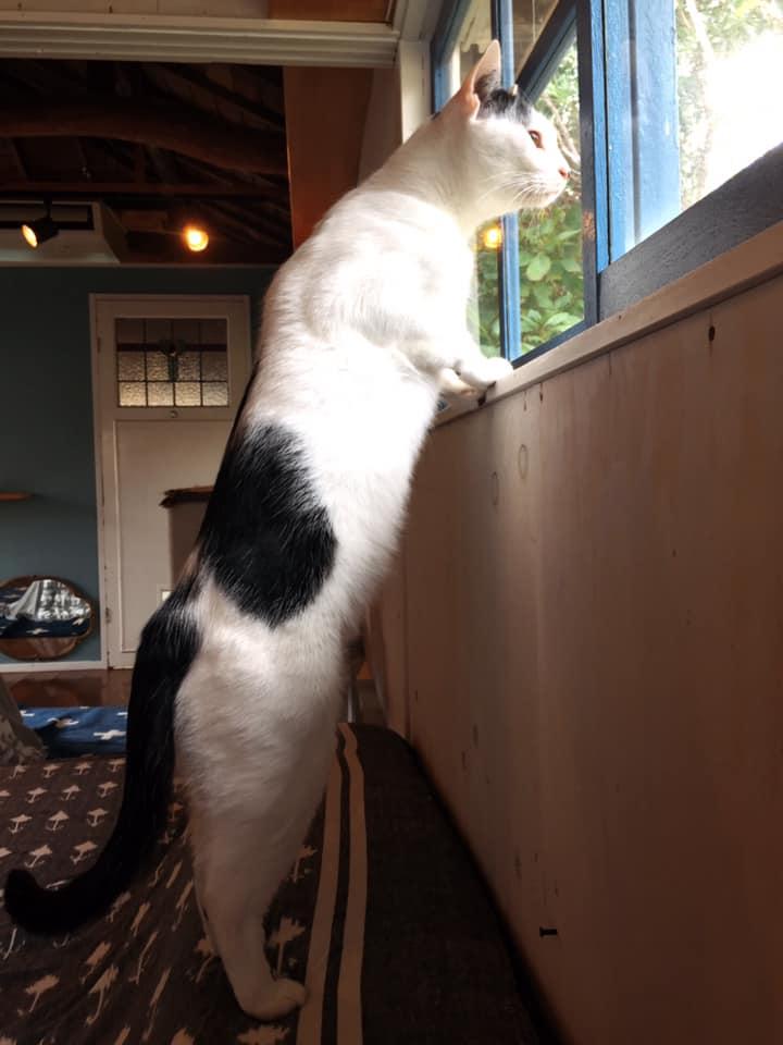 海ねこビーチハウスｰcapehouse