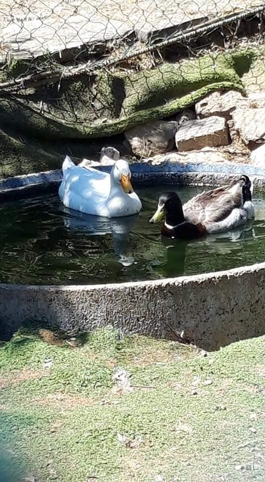 Al Prato Verde Ristorante Pizzeria Eventi