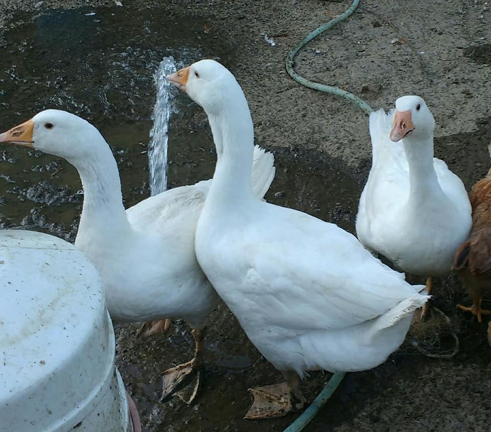 Il Querceto, Az. Agricola e Agrituristica Biologica