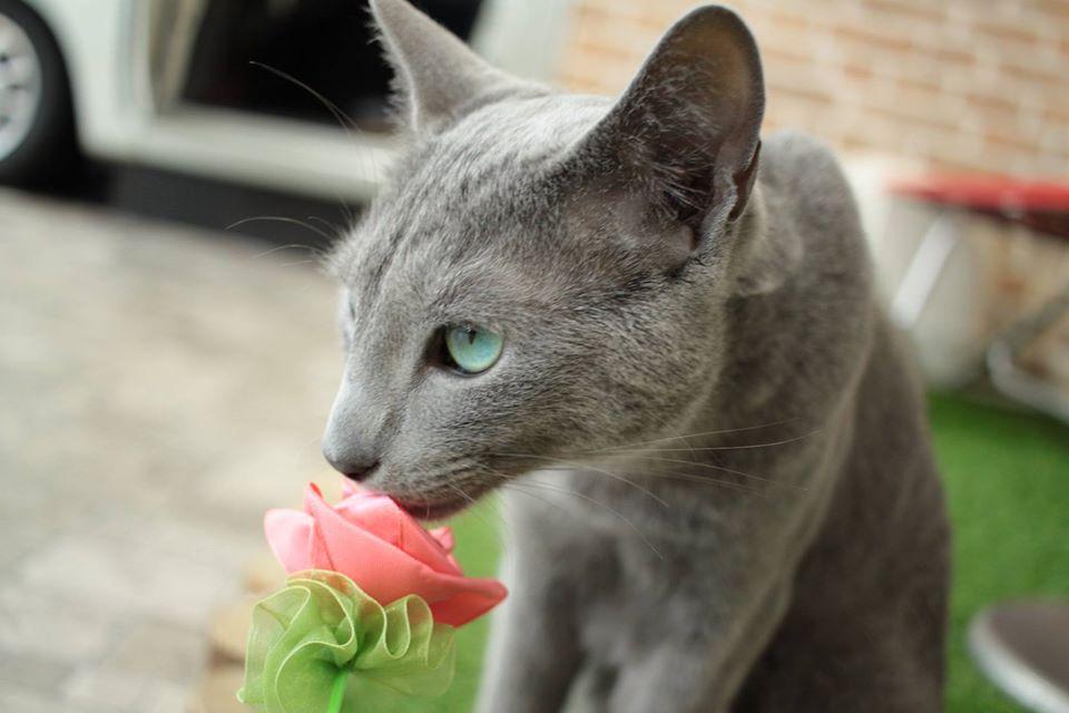 ねこも