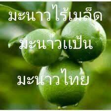 รับซื้อ มะนาว มะเขือพวง พริกขี้หนูสวน