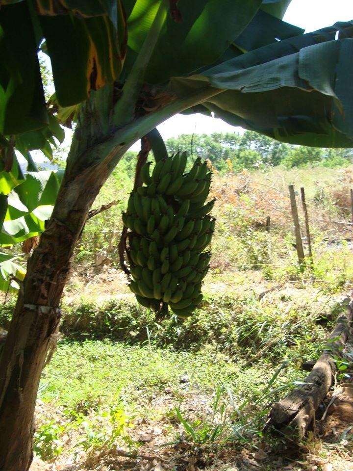 Restaurante do Vaninho