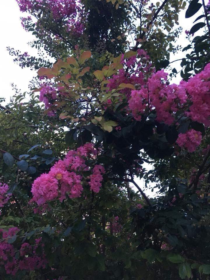 Pizzeria Farinata La Bottega