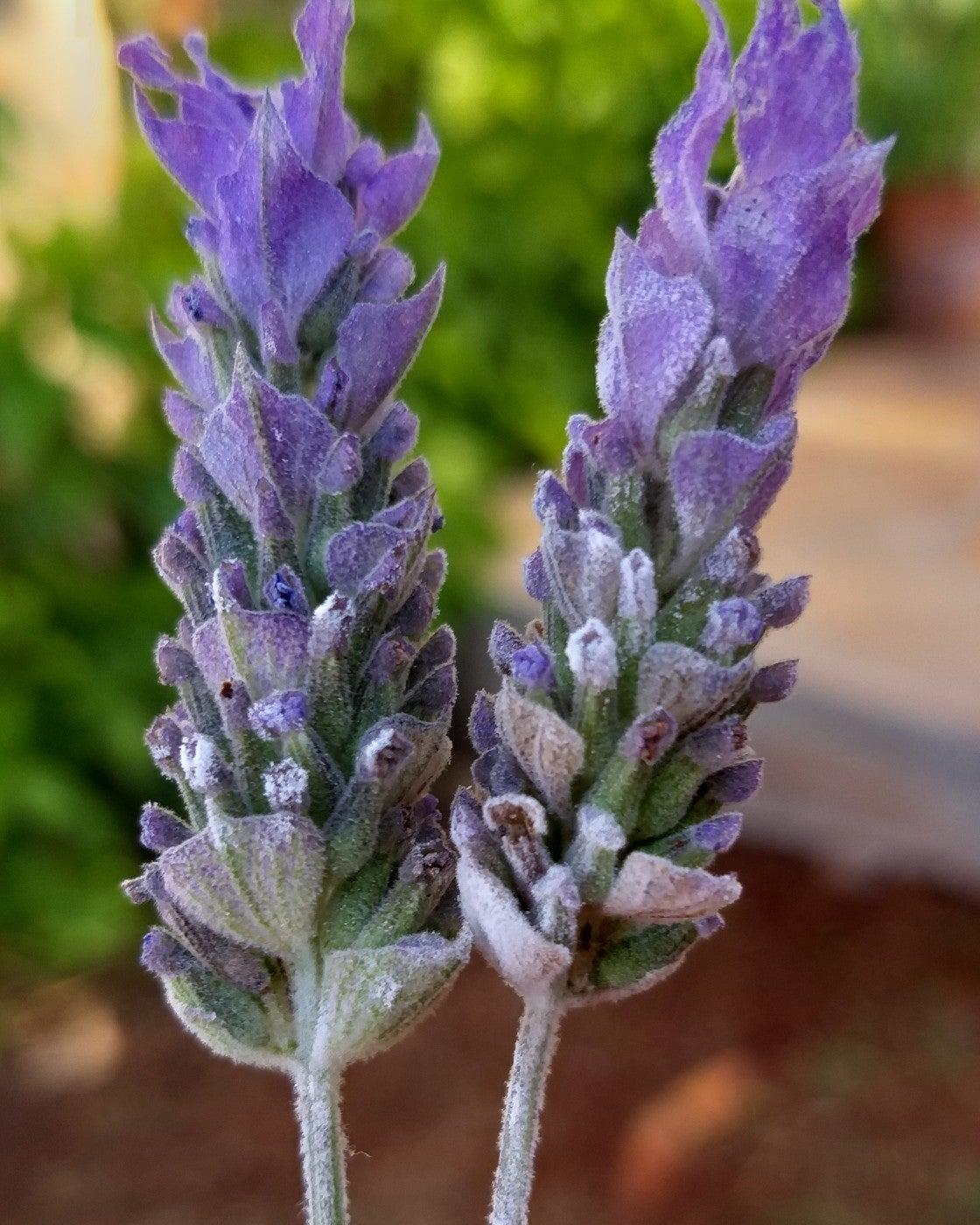 Leccatura Sorvetes Gourmet