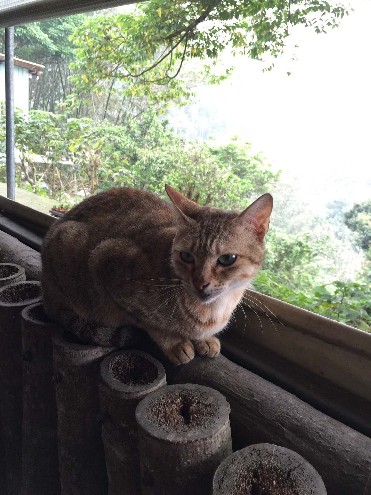 竹茅土雞園