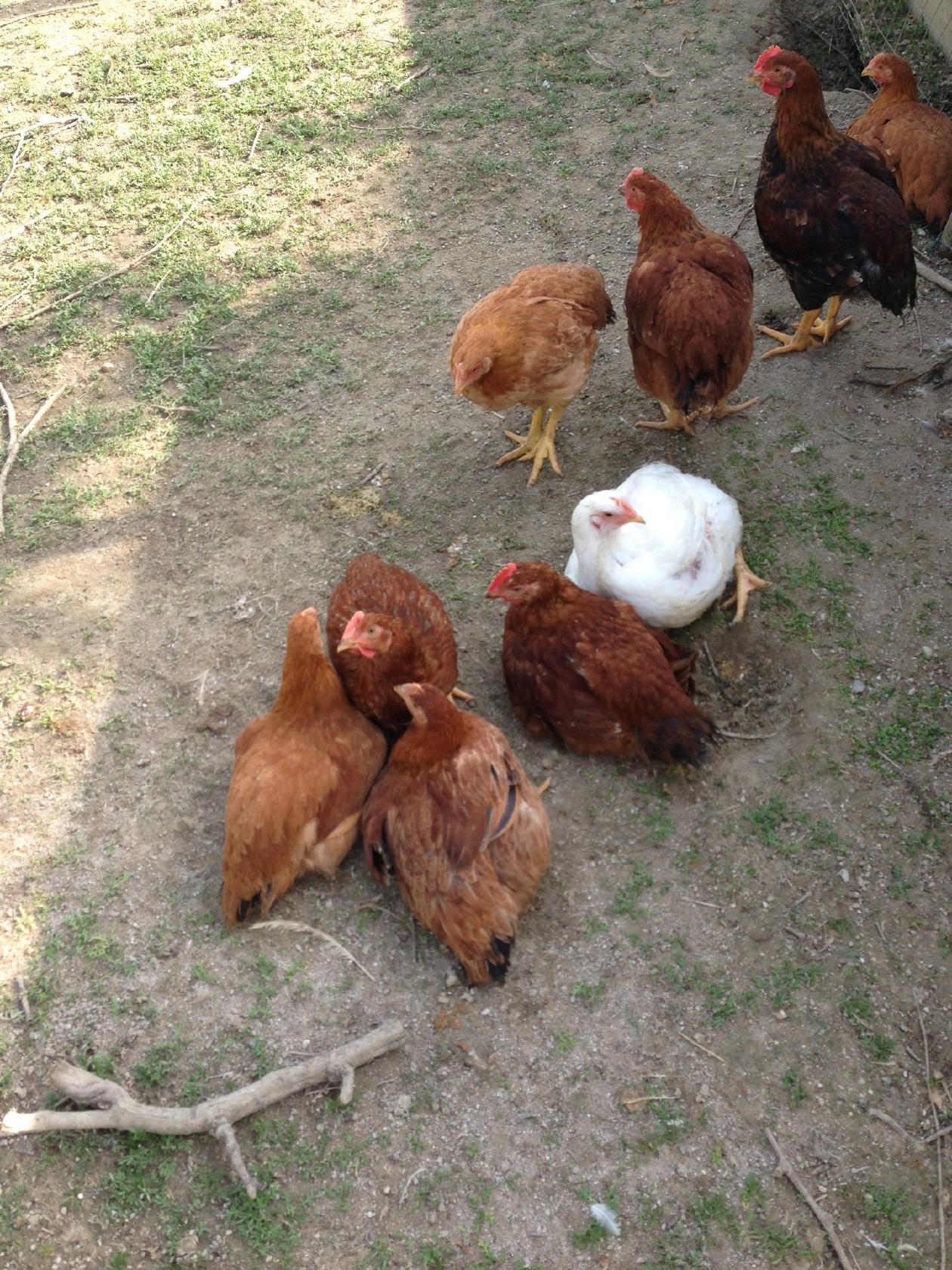 Agriturismo Da Lauretta E Vittorino