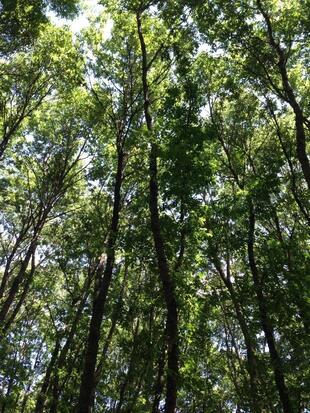 Parco Verde