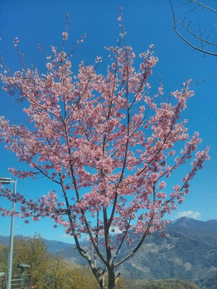老英格蘭棒棒坊