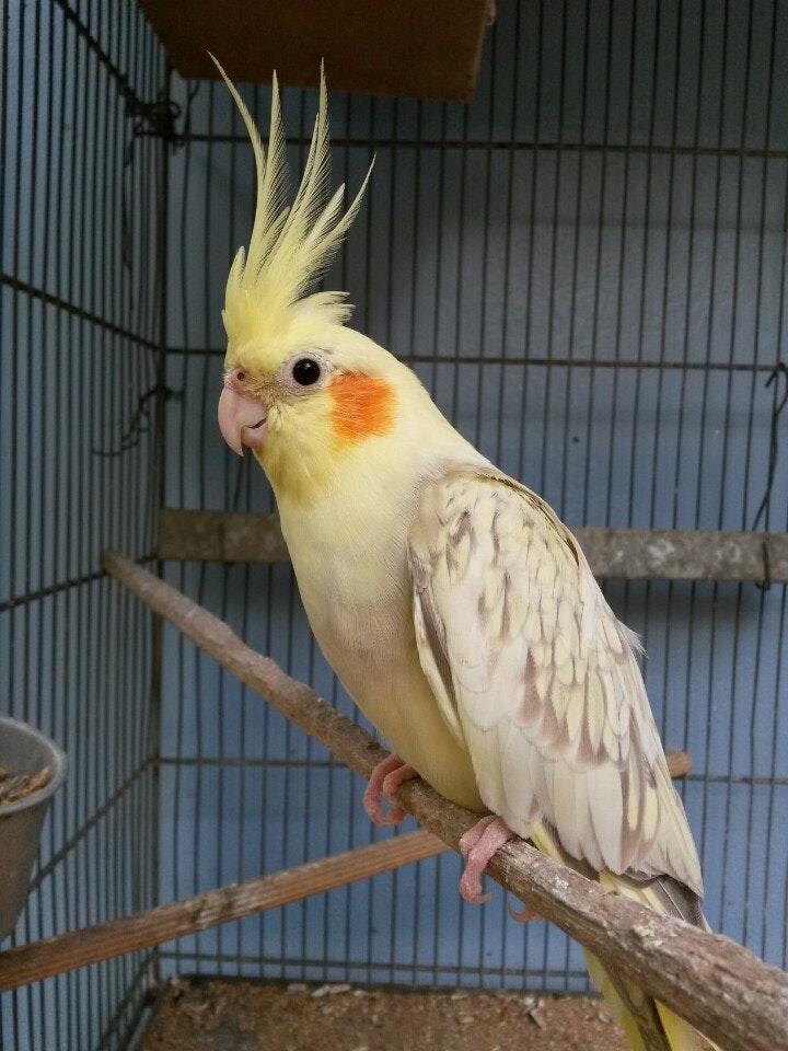 Restaurante Fundo de Quintal