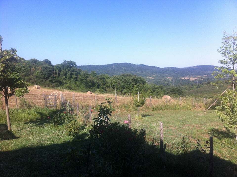 Cane Giallo Vejano