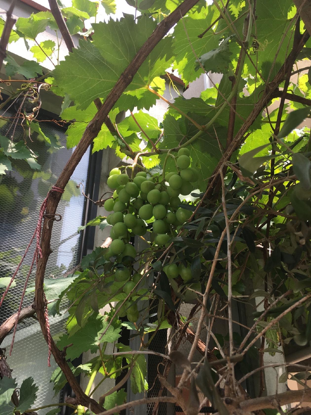 L'atelier de maison de canpagne Jiyugaoka