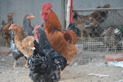 The Indian Chicken Center