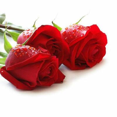 فست فود آقای غذا