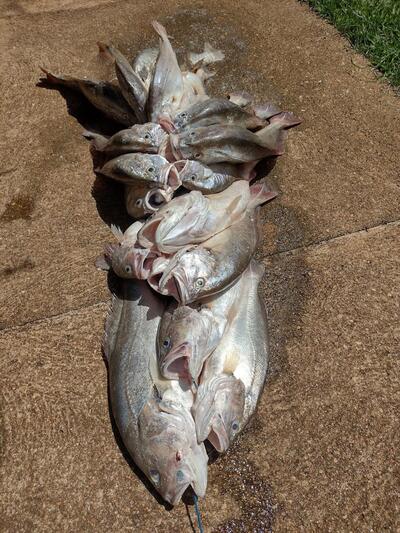 Trailer Império Do Peixe