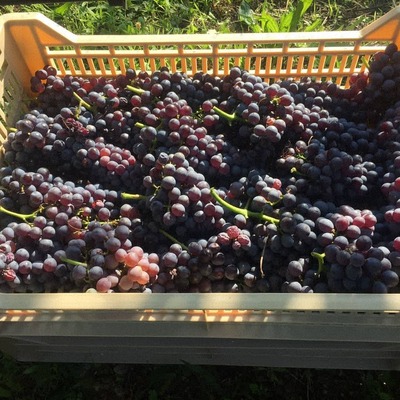 Cantine Giubertoni Wine shop Bagnolo San Vito