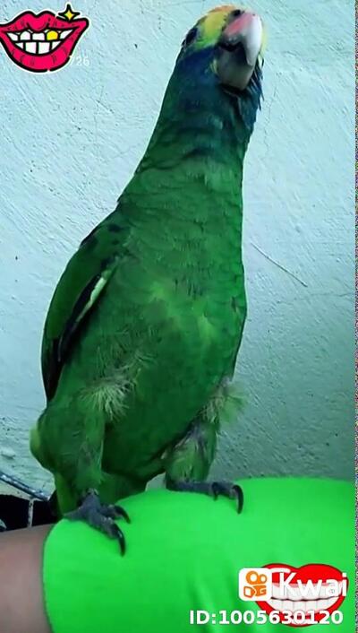 Cheiro Verde Restaurante e Pizzaria