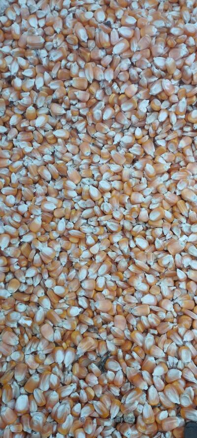 JEELANI COFFEE CURERS