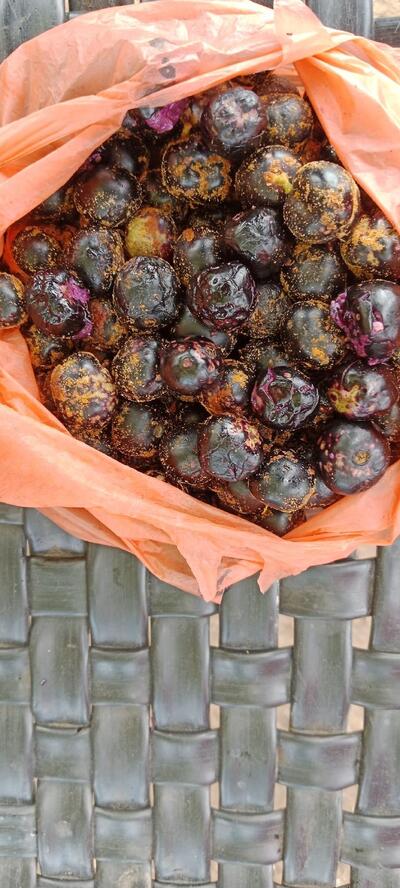 Hotel Om Sarvana Pawa