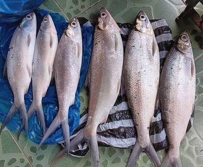 Berkah Seafood