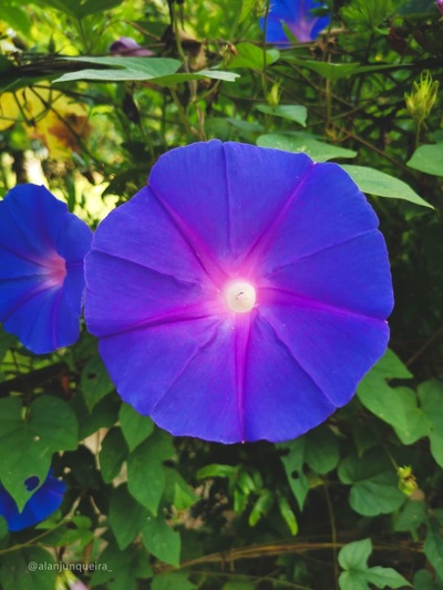 Cabana do Peixe Frito