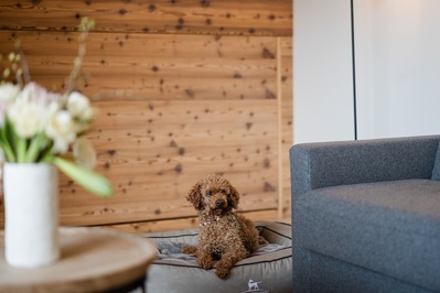 Hundehotel Bergzeit