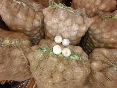 Kasturi onion seeds chuda