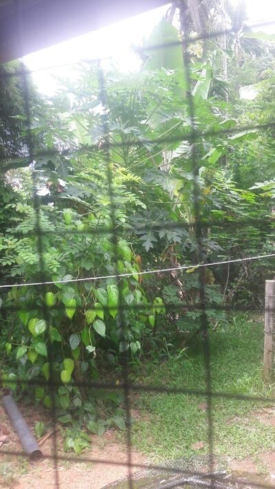 කේ.එන්.කේ පෙරෙරා