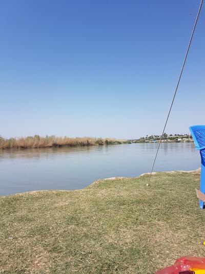 المربد