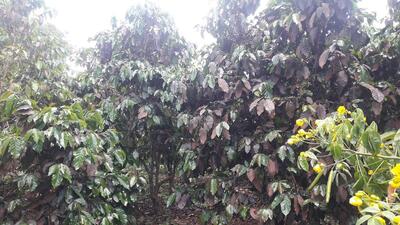 Phod jhai coffee group ສວນກາເຟນາງຜົດ