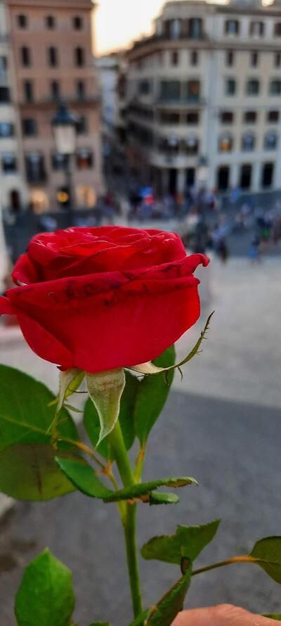 Bar Rosticceria Calypso