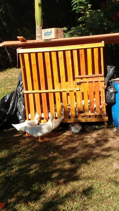 Pesque e Pague do Silésio