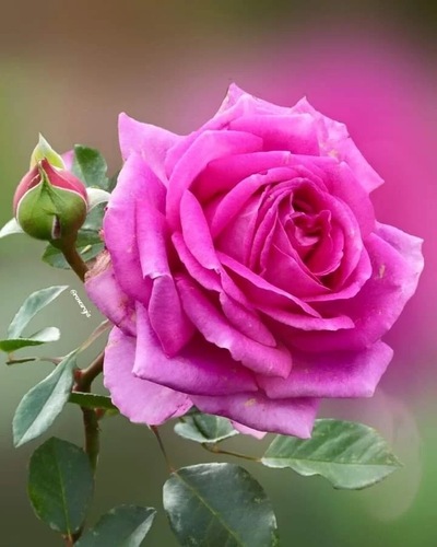 মেসার্স থ্রী ব্রাদার্স
