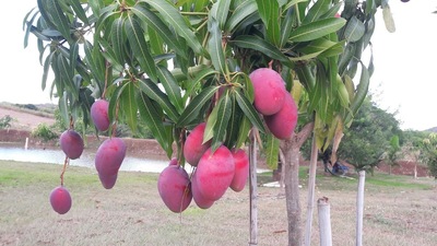 Lanchonete Laer Lanches