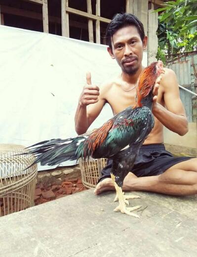 Ayam ekor lidi (reso)