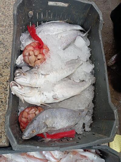 أبو عميرة لجميع إنواع الأسماك