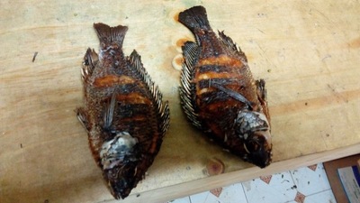 MABESHTE FISH JOINT KAPSOYA