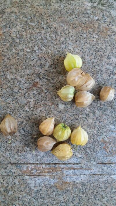 PS'S PUB (Josué Padilha)