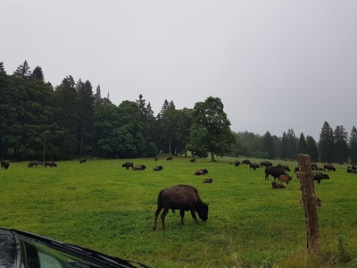 Christian Lecomte, Auberge des Bisons