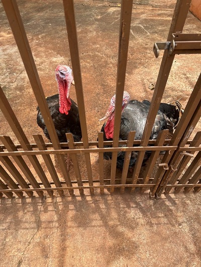 Venda da Queixada Bariri