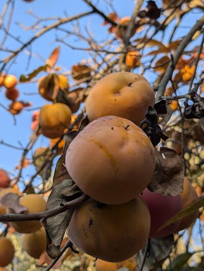 Podere il corbezzolo